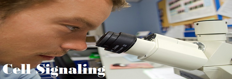 Cell Signaling-Know Cell Signaling In Detail By EssayCorp Experts.