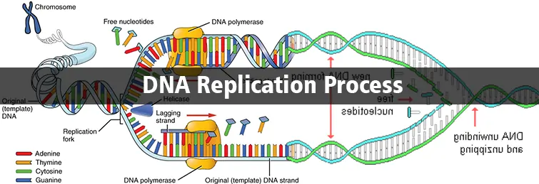 DNA-Replication-Process