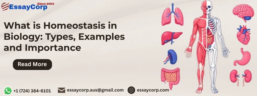 What is Homeostasis in Biology: Types, Examples and Importance