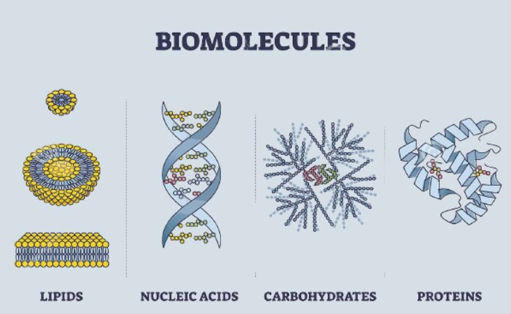Biomolecules chart